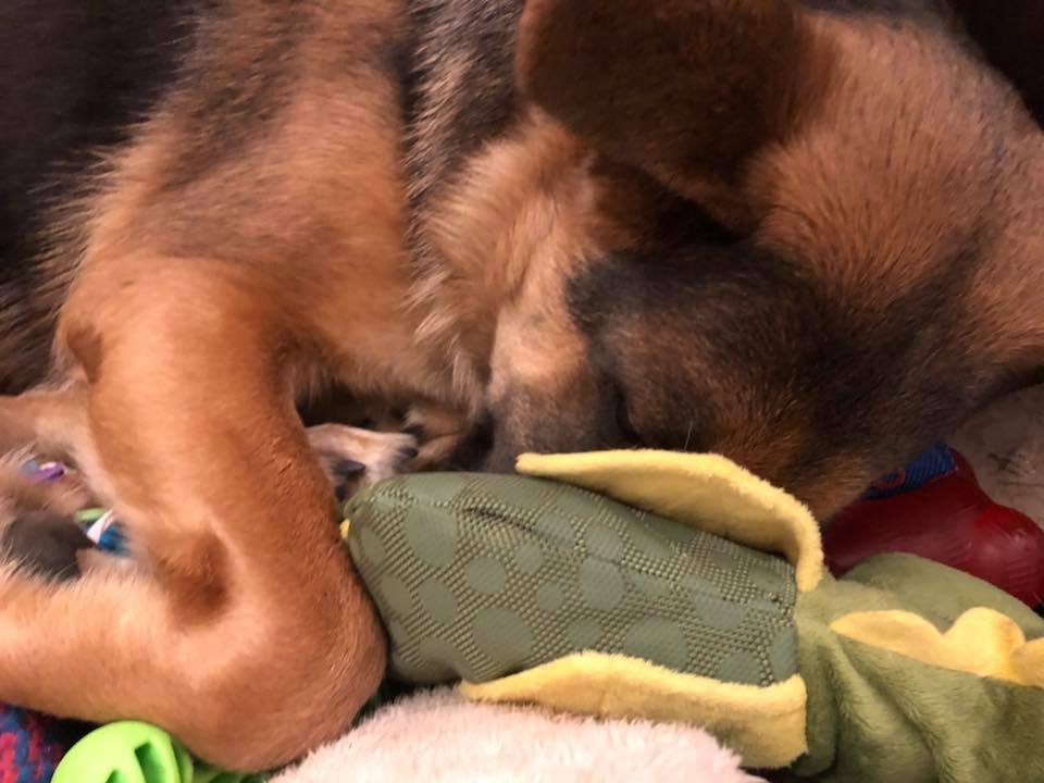 German Shepherd Dog sleeping with its face downward