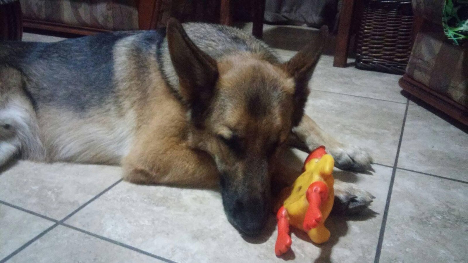 German Shepherd Dog lying on the floor sleeping in front of its toy