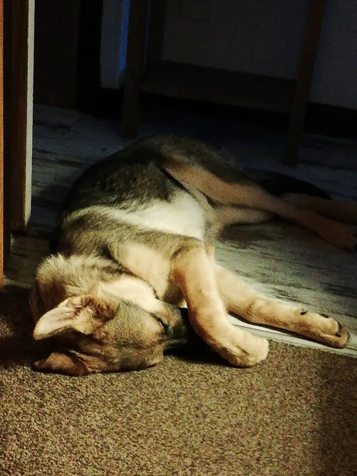 German Shepherd Dog sleeping on the floor at night