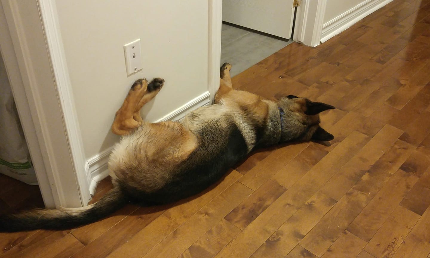 German Shepherd Dog on the floor beside wall