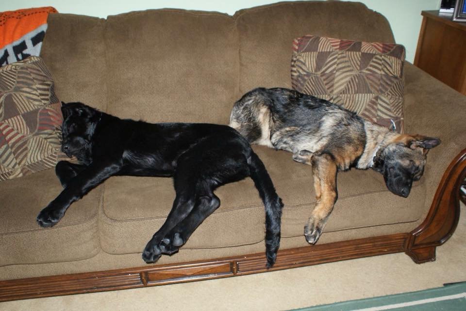 two German Shepherd Dogs sleeping in opposite on the couch