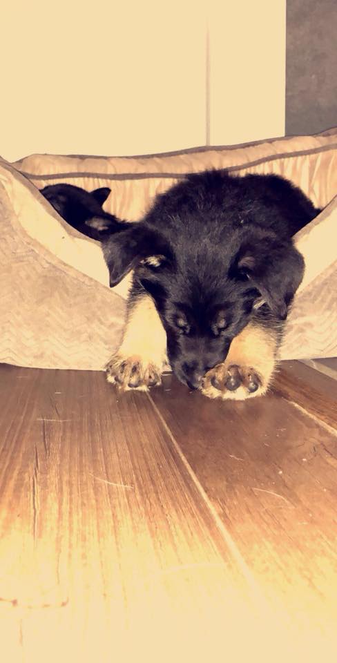German Shepherd puppy sleeping in its bed with its head and hands hanging on the edge of the bed