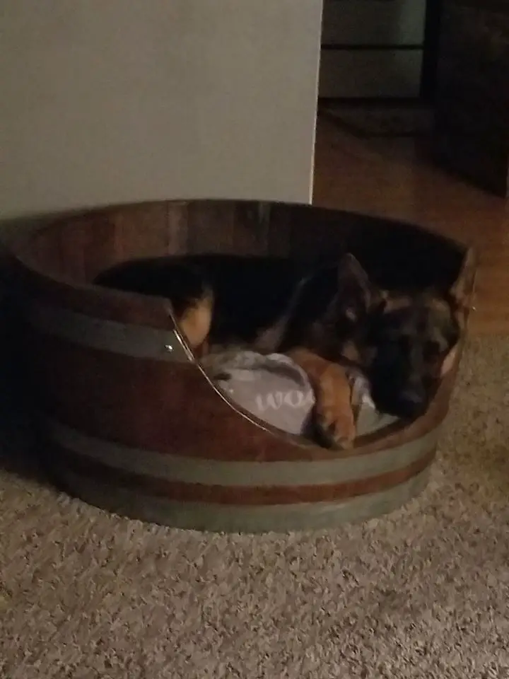 German Shepherd sleeping sound in its bucket bed at night