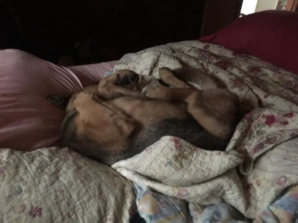 German Shepherd Dog curled up sleeping on the bed