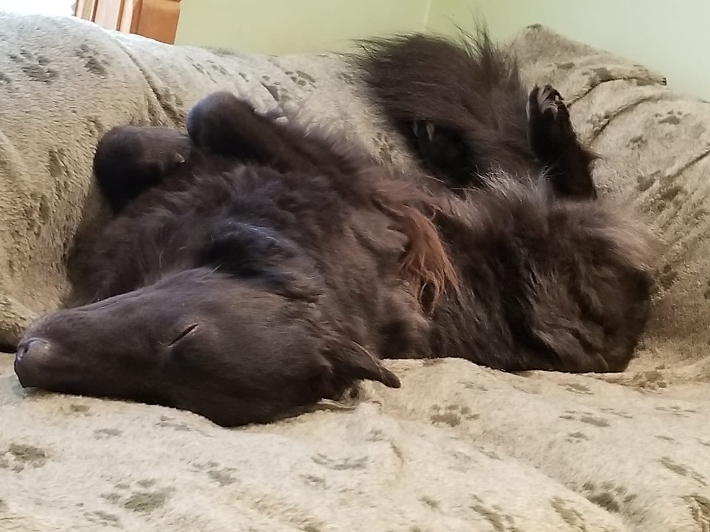 German Shepherd Dog sleeping soundly on the bed
