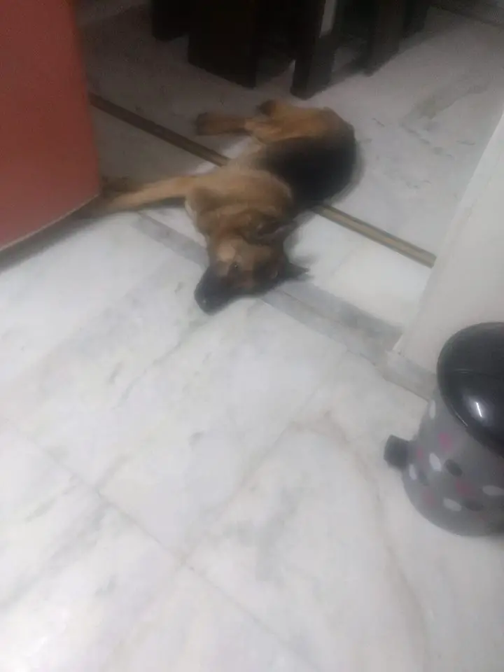German Shepherd Dog sleeping peacefully on the floor