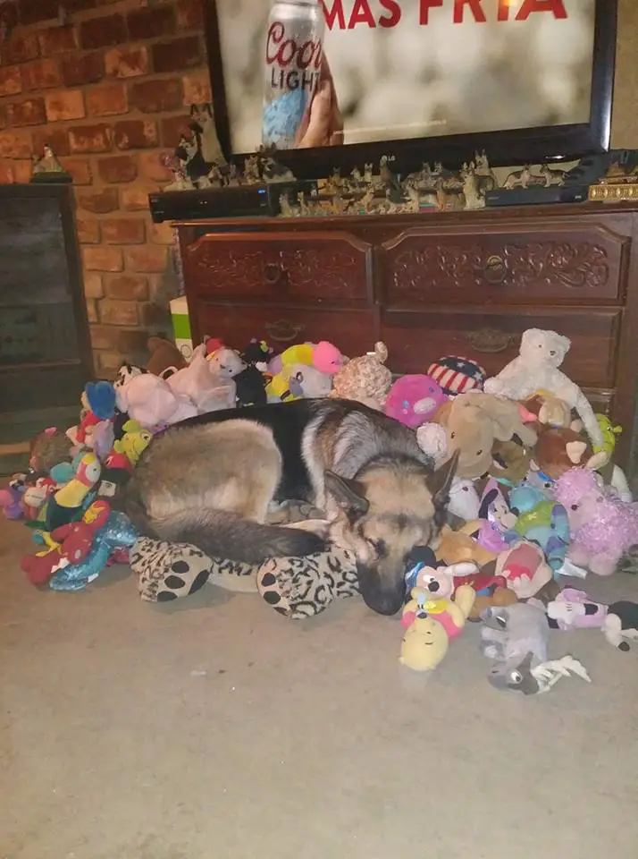 German Shepherd Dog sleeping on top of the pile of stuffed toys on the floor