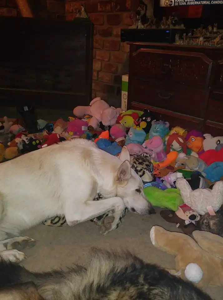 German Shepherd Dog on the floor sleeping beside the pile of stuffed toys