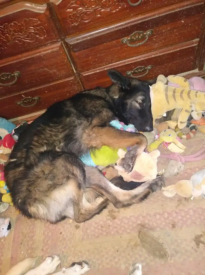 German Shepherd Dog sleeping soundly on top of its pile of toys