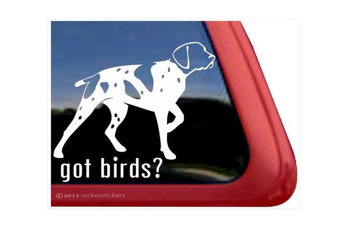A German Shorthaired Pointer Decal Sticker at the back of the car