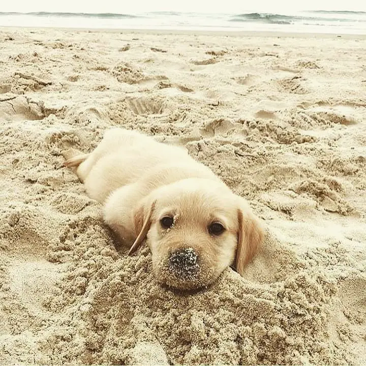 A Golden Retriever puppy lying in the sand at the beach