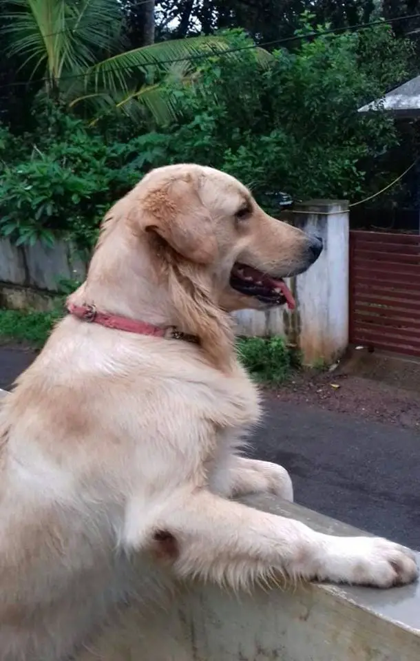 A yellow Golden Retriever leaning towards the balcony while looking outside