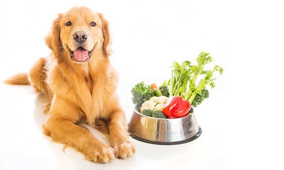 A Golden Retriever lying on the floor next to a food bowl filled with vegetables
