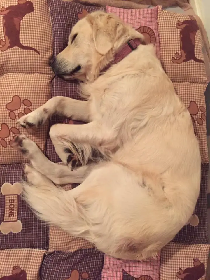 A Golden Retriever sleeping on its bed