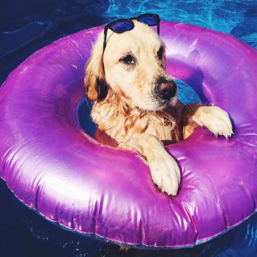 A Golden Retriever wearing sunglasses in a donut floatie floating in the pool