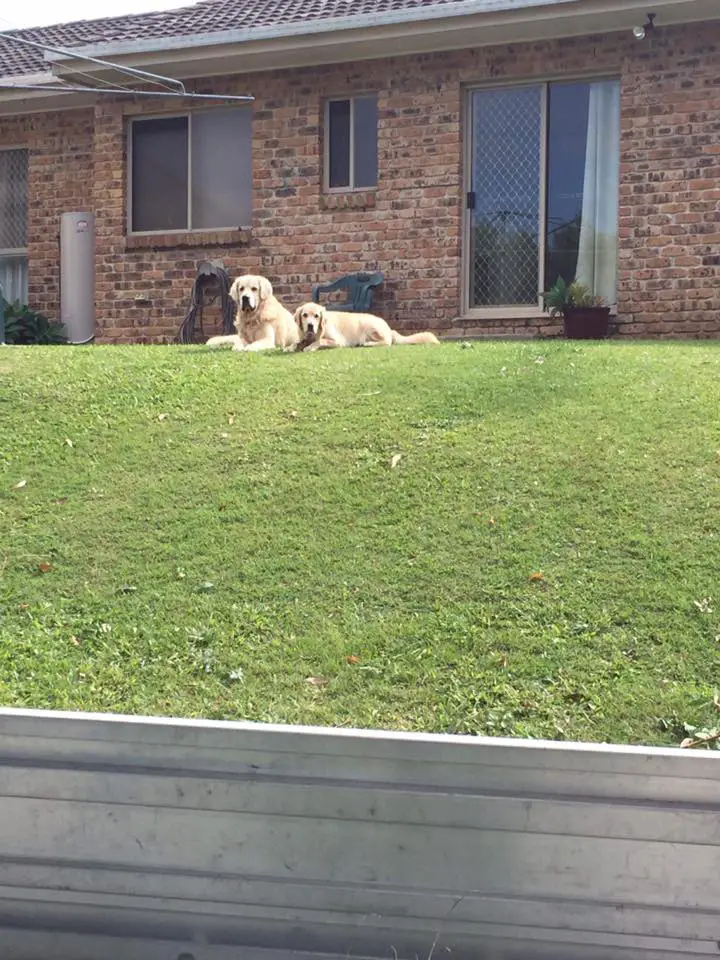 two Golden Retrievers lying in the front yard