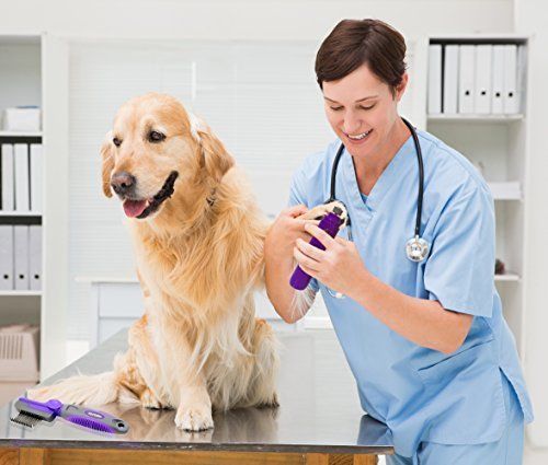 A Golden Retriever sitting on top of the grooming table while its nails are being cut by a woman