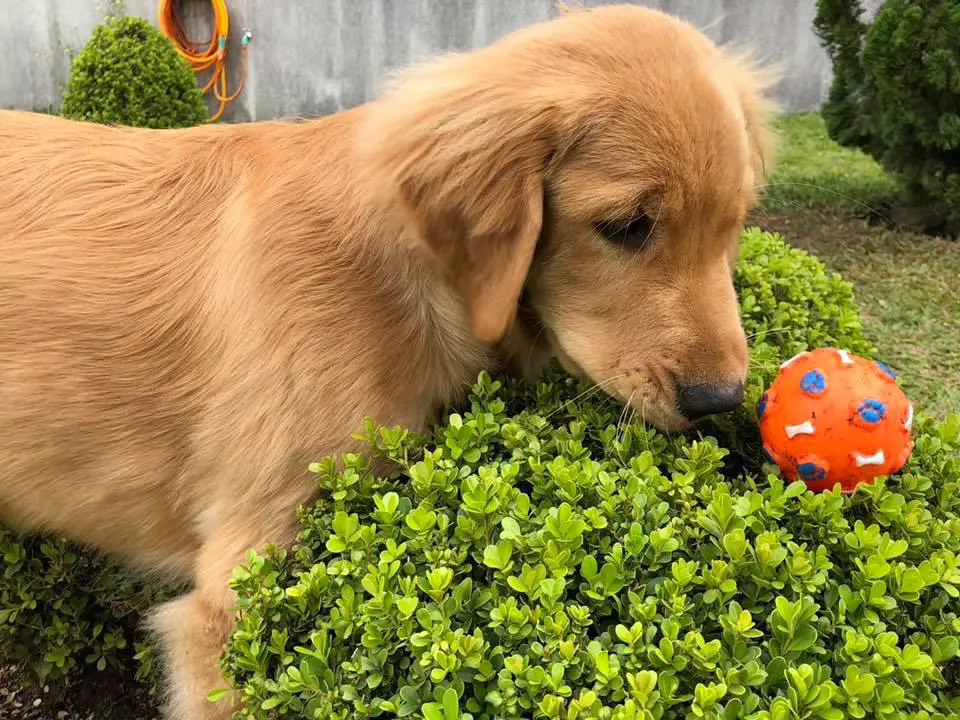 A red Golden Retriever in the yard while staring at the ball on top of the bush