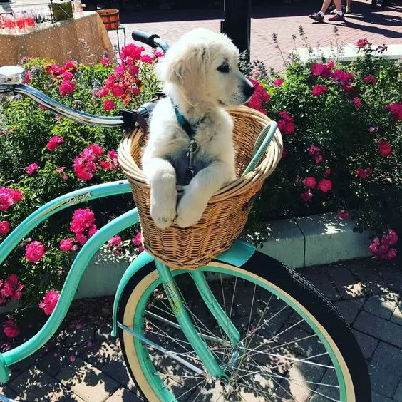 A Golden Retriever puppy inside the basket connected to the bicycle