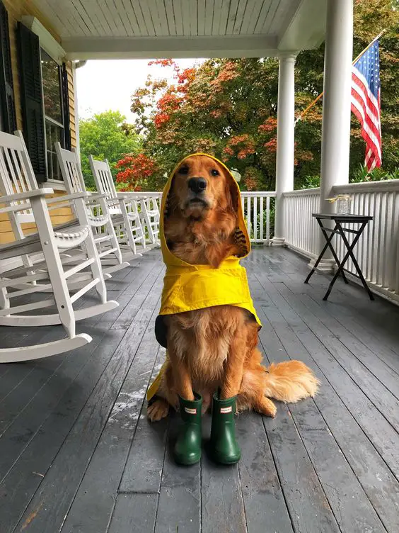 A Golden Retriever wearing a raincoat and boots while sitting in the front porch