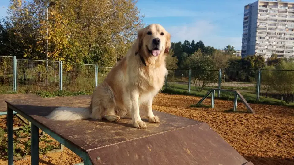 A Golden Retriever sitting at the park