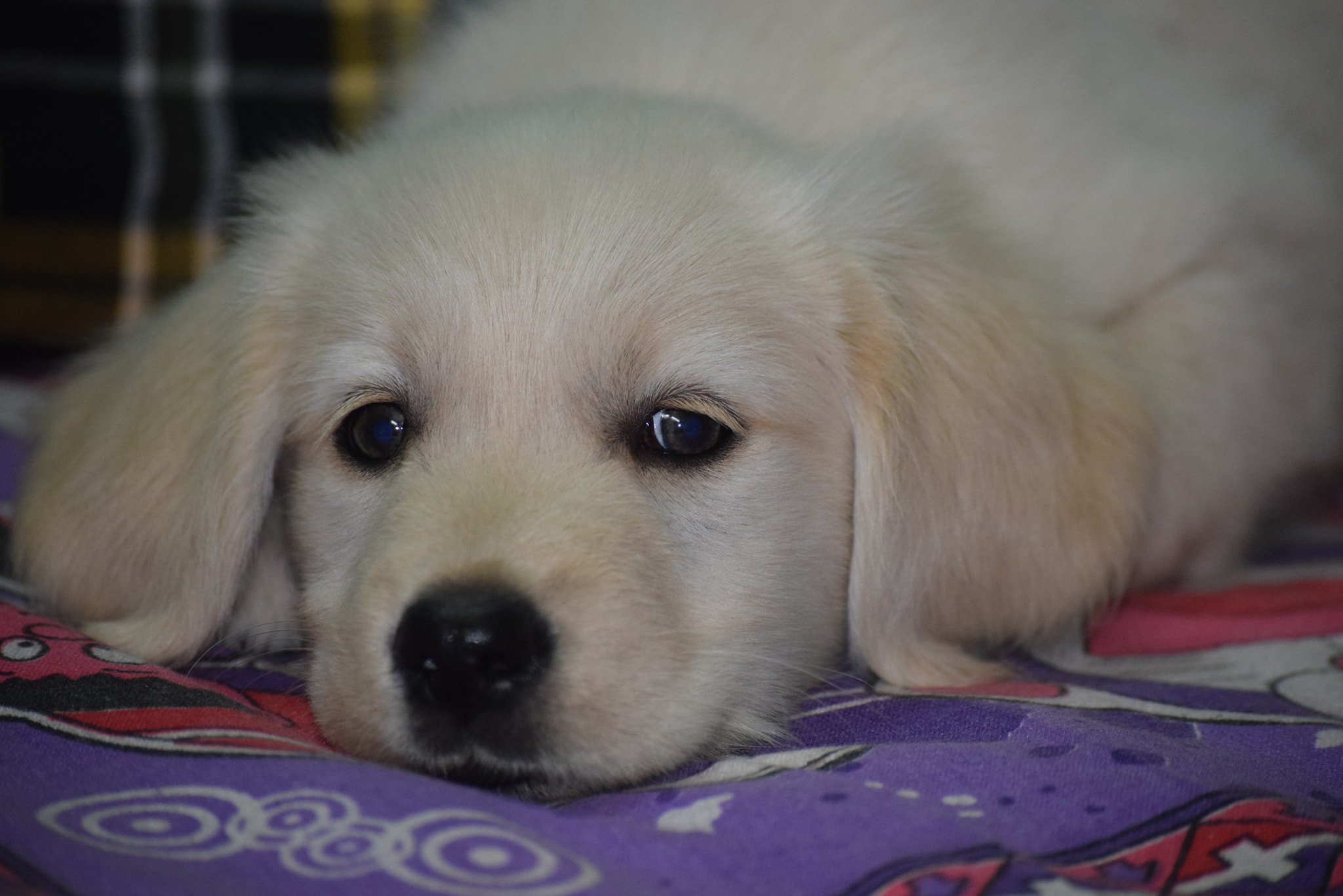 A white Golden Retriever puppy lying on the bed