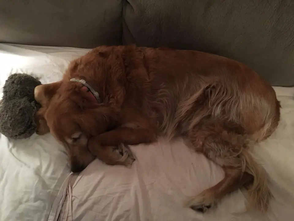 A Golden Retriever sleeping on top of the couch