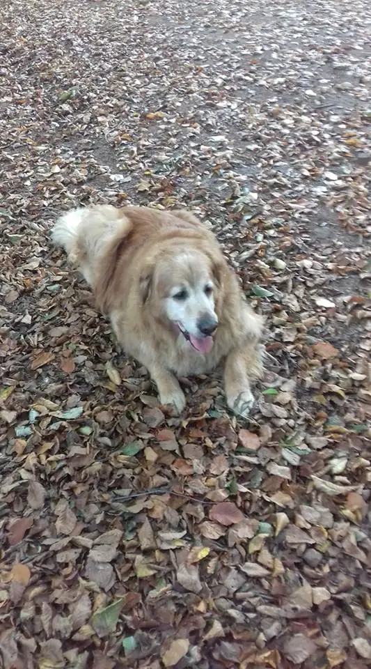 A Golden Retriever lying on the ground with dried leaves