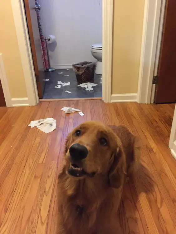 A Golden Retriever standing on the floor with its sad face and spilled trash can in the back inside the bathroom