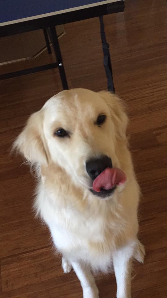 A Golden Retriever sitting on the floor while licking its mouth
