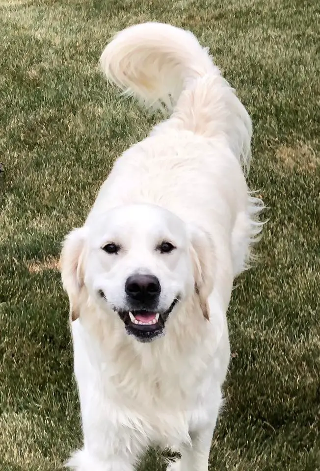 A white Golden Retriever standing on the grass while smiling