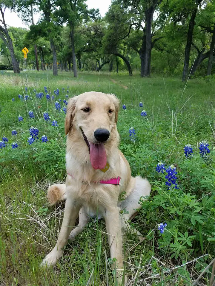 A yellow Golden Retriever sitting on the grass with purple flowers