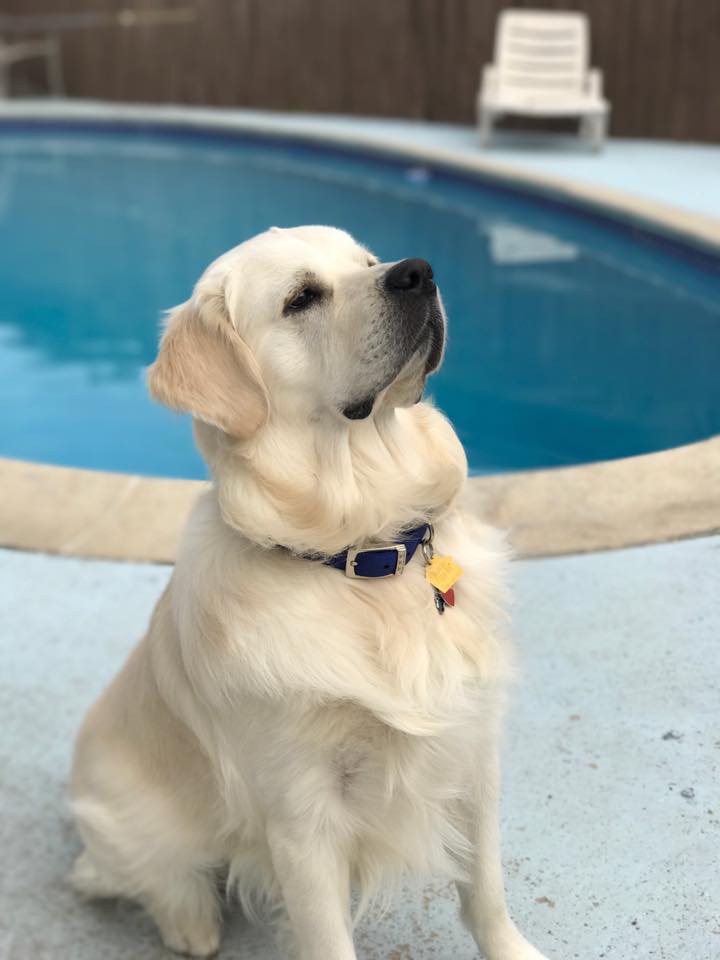 A white Golden Retriever sitting on the pool side