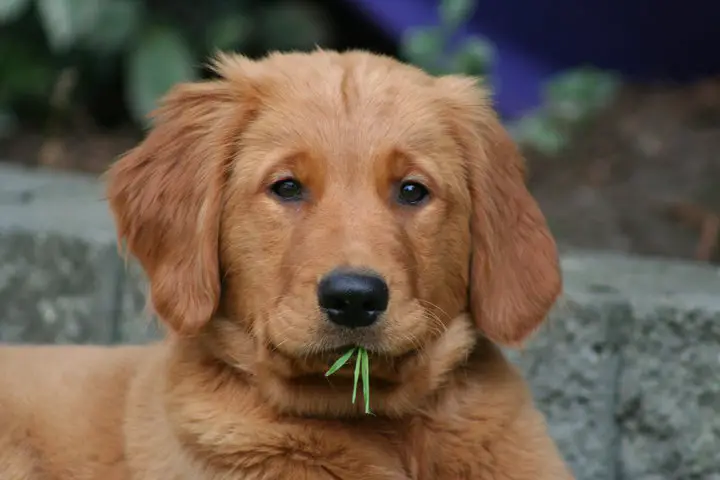 A red Golden Retriever lying in the garden with a grass in its mouth
