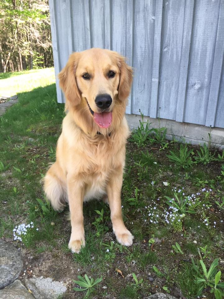 A yellow Golden Retriever sitting on the grass