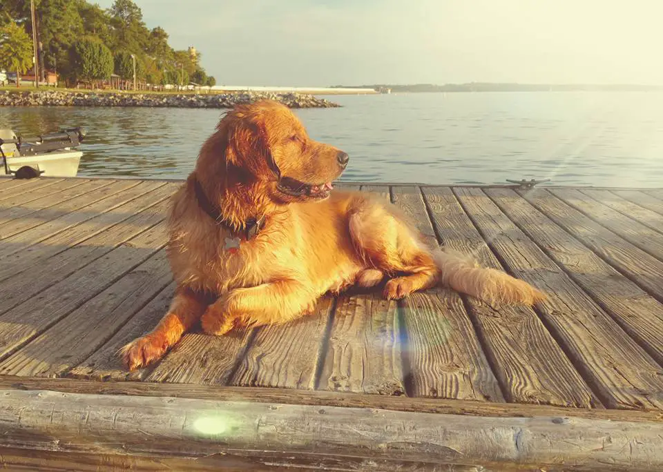 A red Golden Retriever lying on the wooden pathway at the beach under the sun