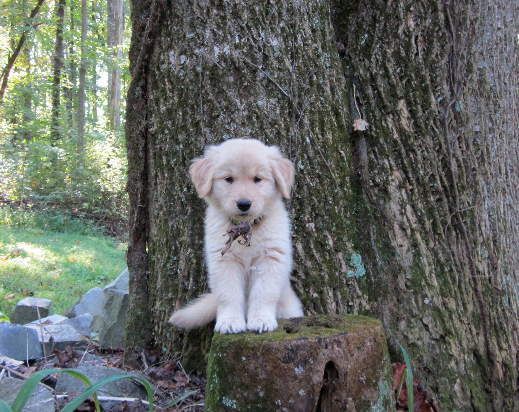 A cream Golden Retriever puppy sitting on top of the chopped tree tunk