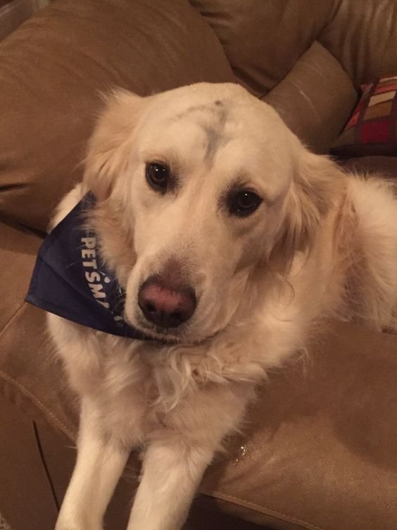 A Golden Retriever lying on the couch