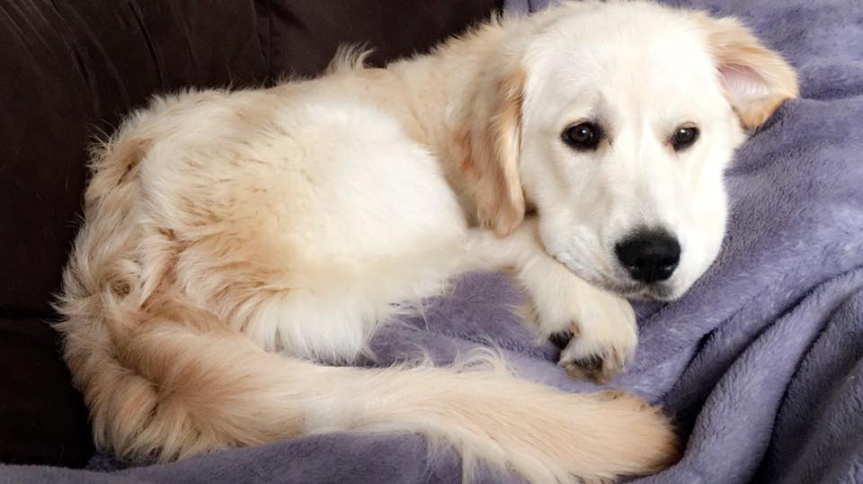 A yellow Golden Retriever puppy lying on the bed