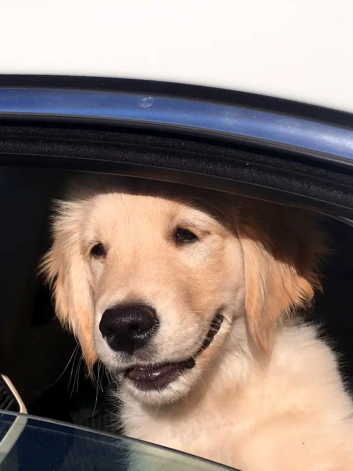 A yellow Golden Retriever sitting inside the car by the window while smiling