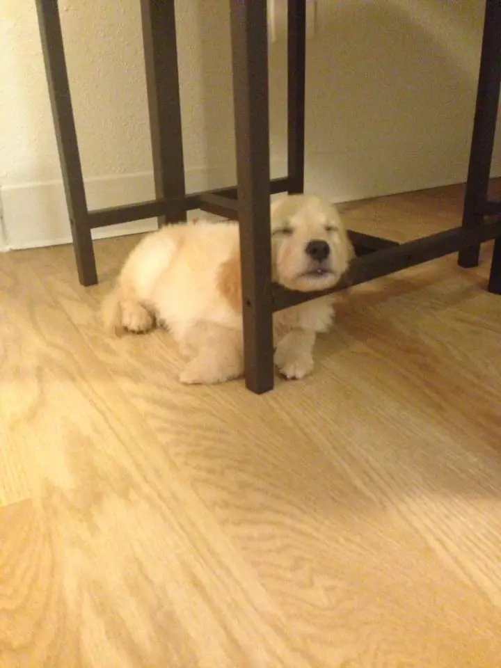 A yellow Golden Retriever puppy lying under the table