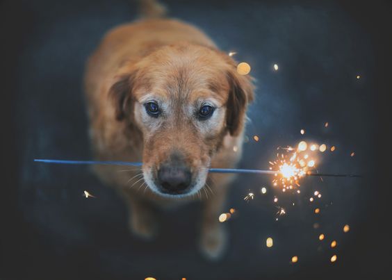 A Golden Retriever sitting on the floor with a sparkle stick in its mouth