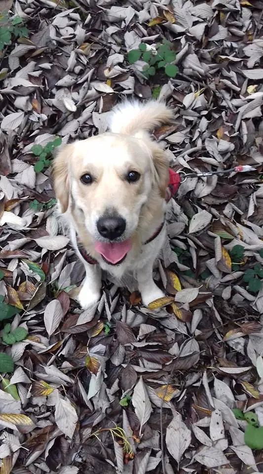 A Golden Retriever sitting on top of the dried leaves while smiling