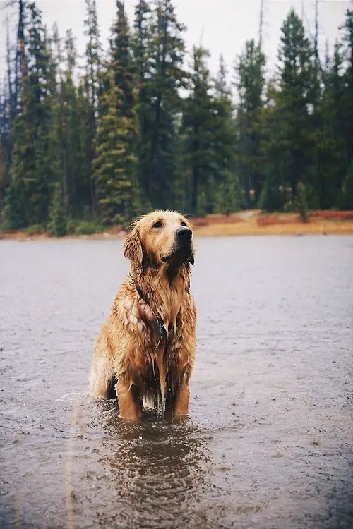 A Golden Retriever sitting in the water at the lake while raining