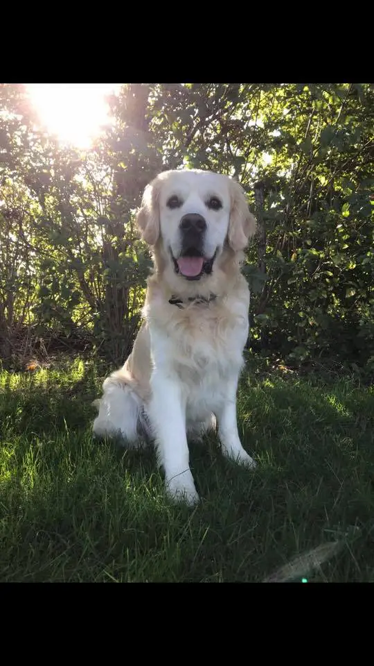 A Golden Retriever sitting on the grass in the forest