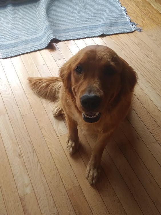 A Golden Retriever sitting on the floor while smiling