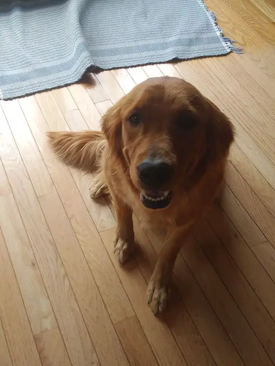 A Golden Retriever sitting on the floor while smiling