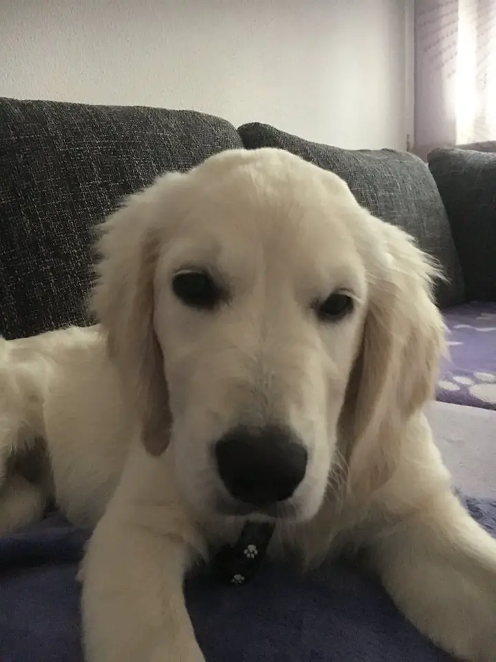 A white Golden Retriever lying on top of the couch