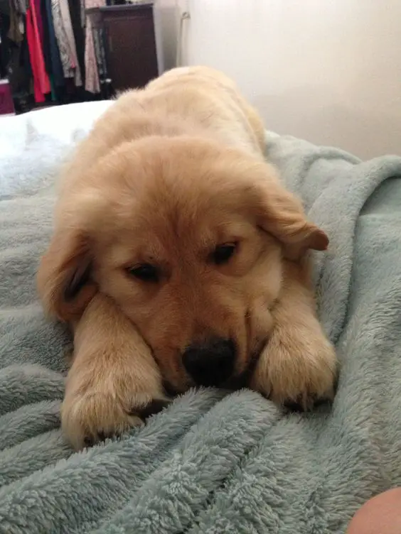 A Golden Retriever puppy lying on top of the blanket on the bed
