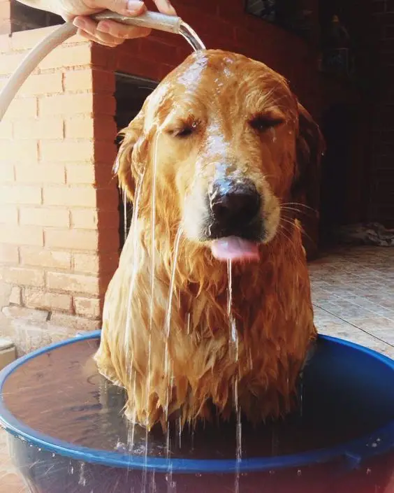 A Golden Retriever sitting in a basin filled with water while a being watered by a person using a hose